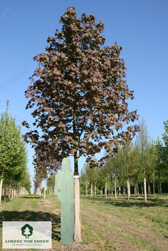 Acer platanoides 'Deborah'