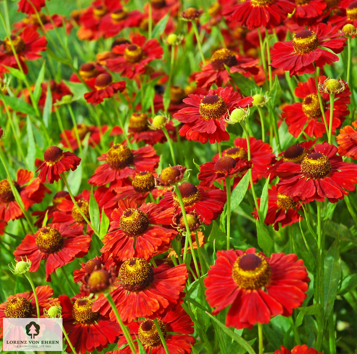 Helenium cultorum 'Moerheim Beauty'
