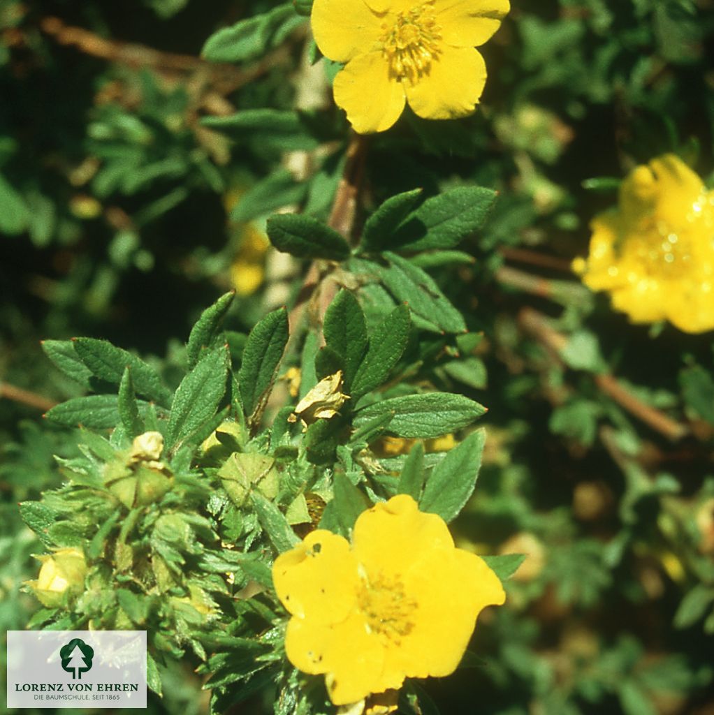 Potentilla fruticosa 'Goldteppich'