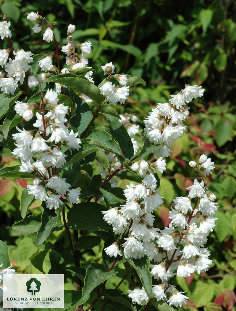 Deutzia scabra 'Plena'