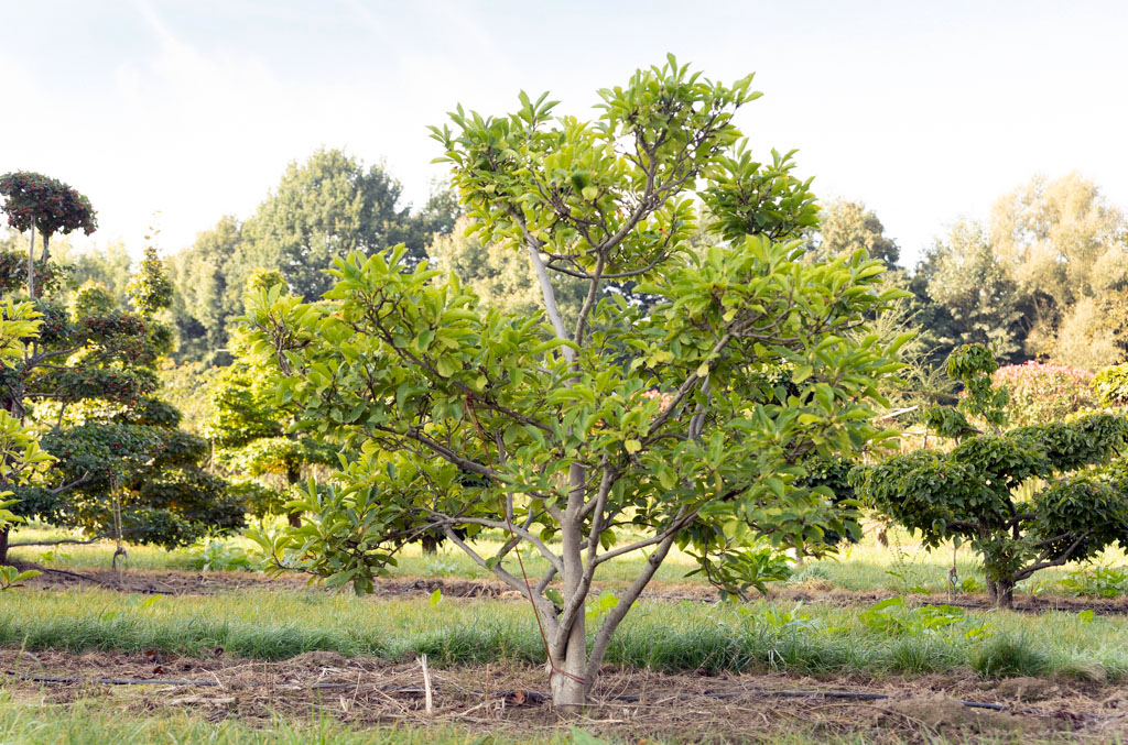 Mehrstämmiger Bonsai mit hellgrünem Laub