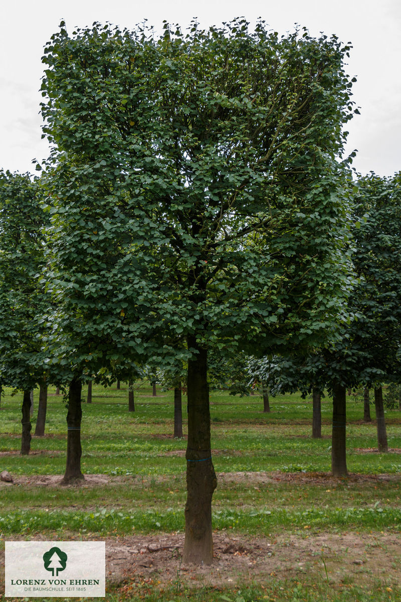 Tilia cordata 'Erecta'