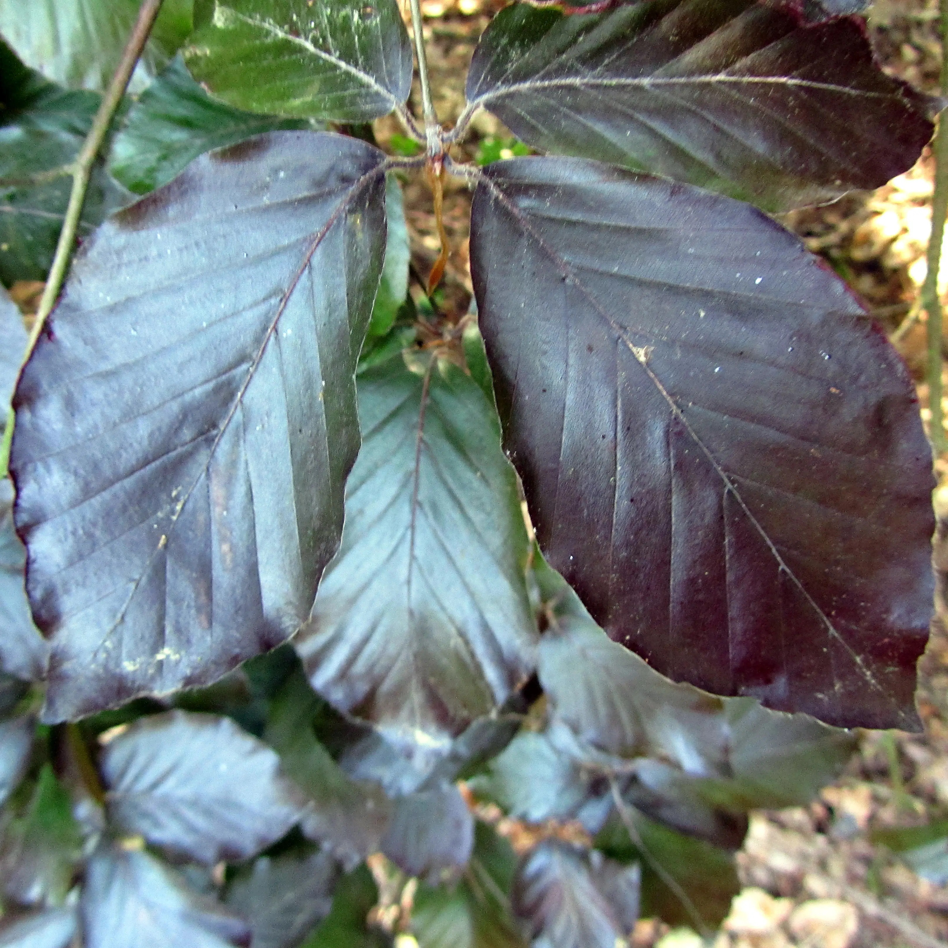 Fagus sylvatica 'Purpurea Pendula' Unikat