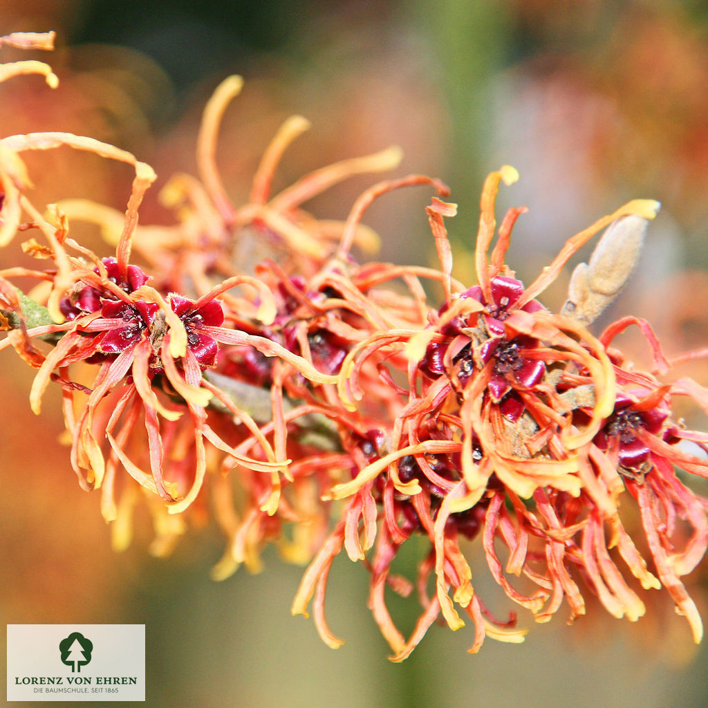 Hamamelis intermedia 'Jelena'