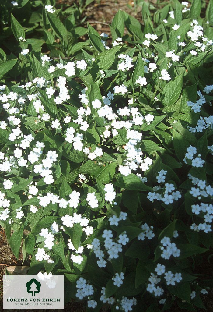 Omphalodes verna 'Alba'