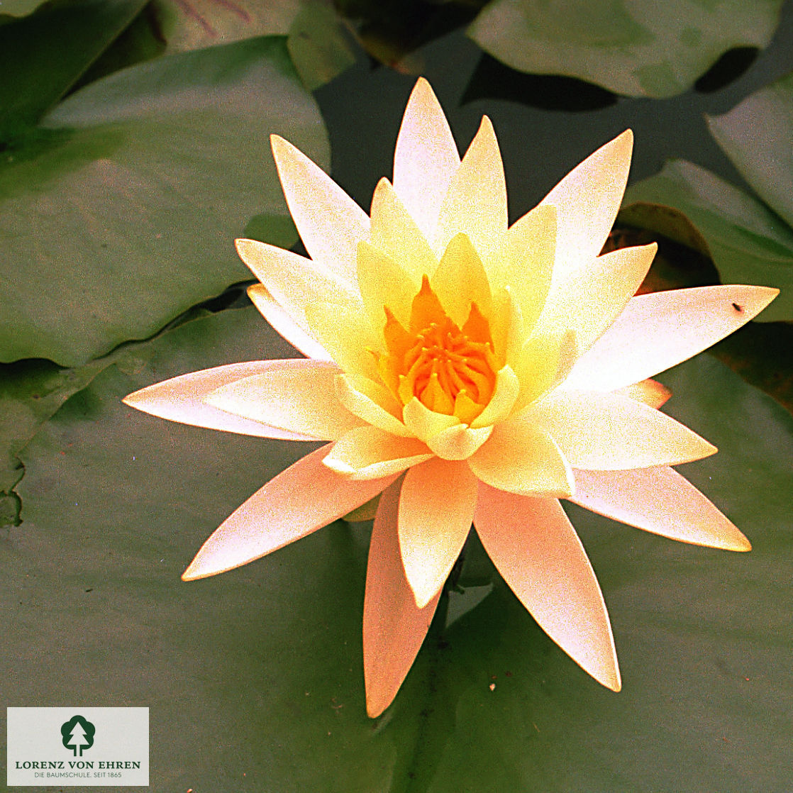 Nymphaea-Hybride 'Rosennymphe'