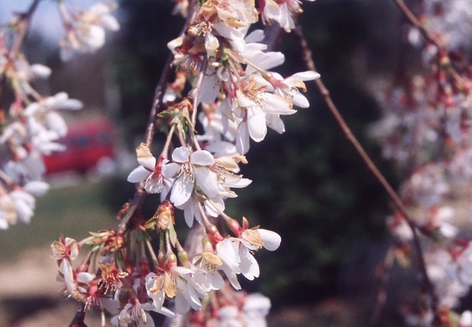 Zartrosa Blüten der Hängende Frühlings-Kirsche