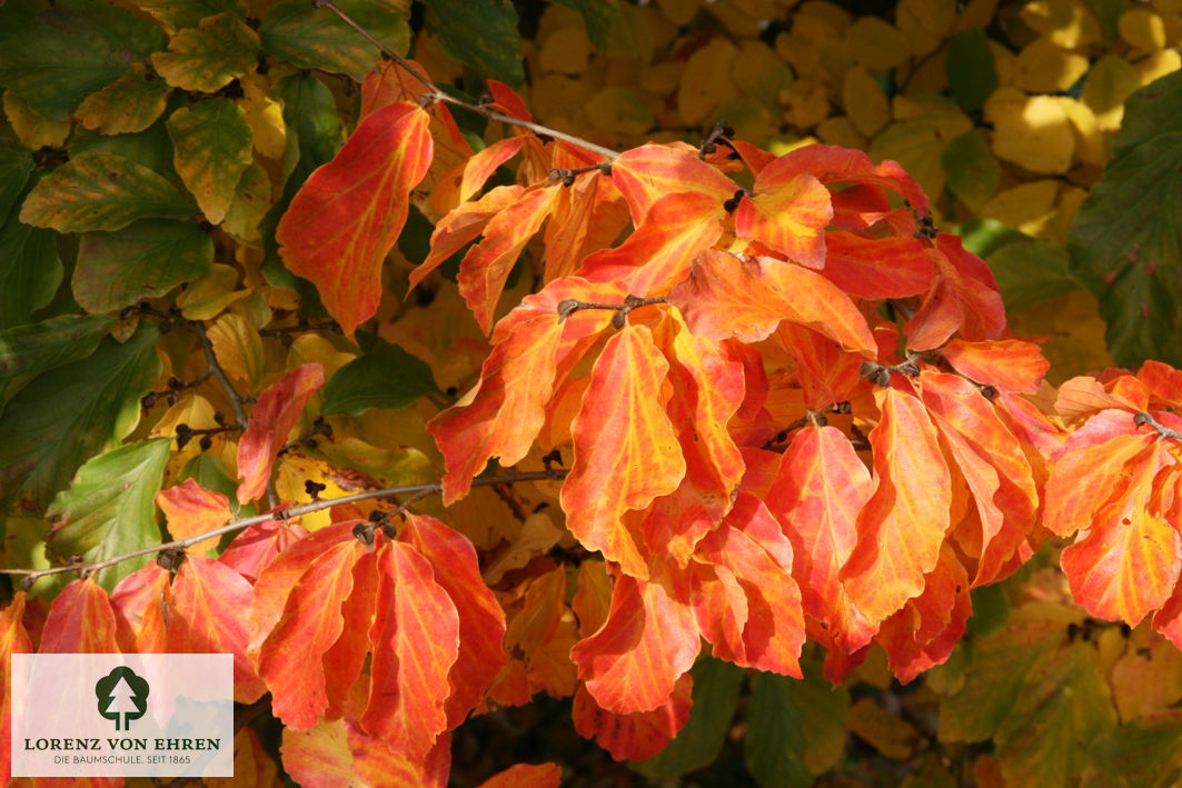 Parrotia persica 'Vanessa'