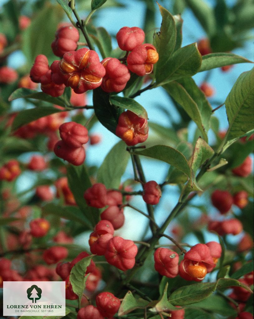 Euonymus europaeus