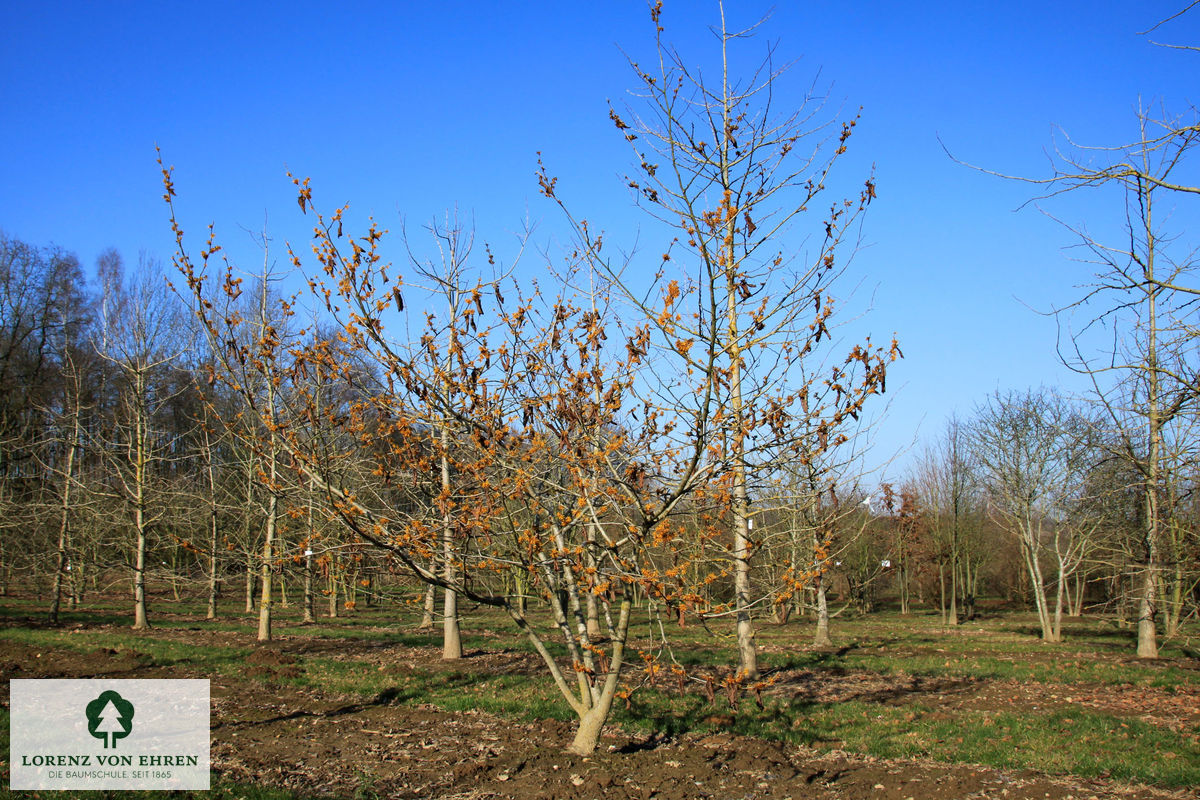 Hamamelis 'Brevipetala'