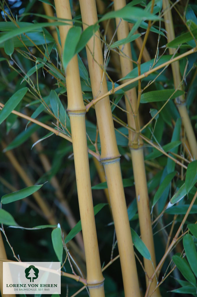 Phyllostachys aureosulcata aureocaulis