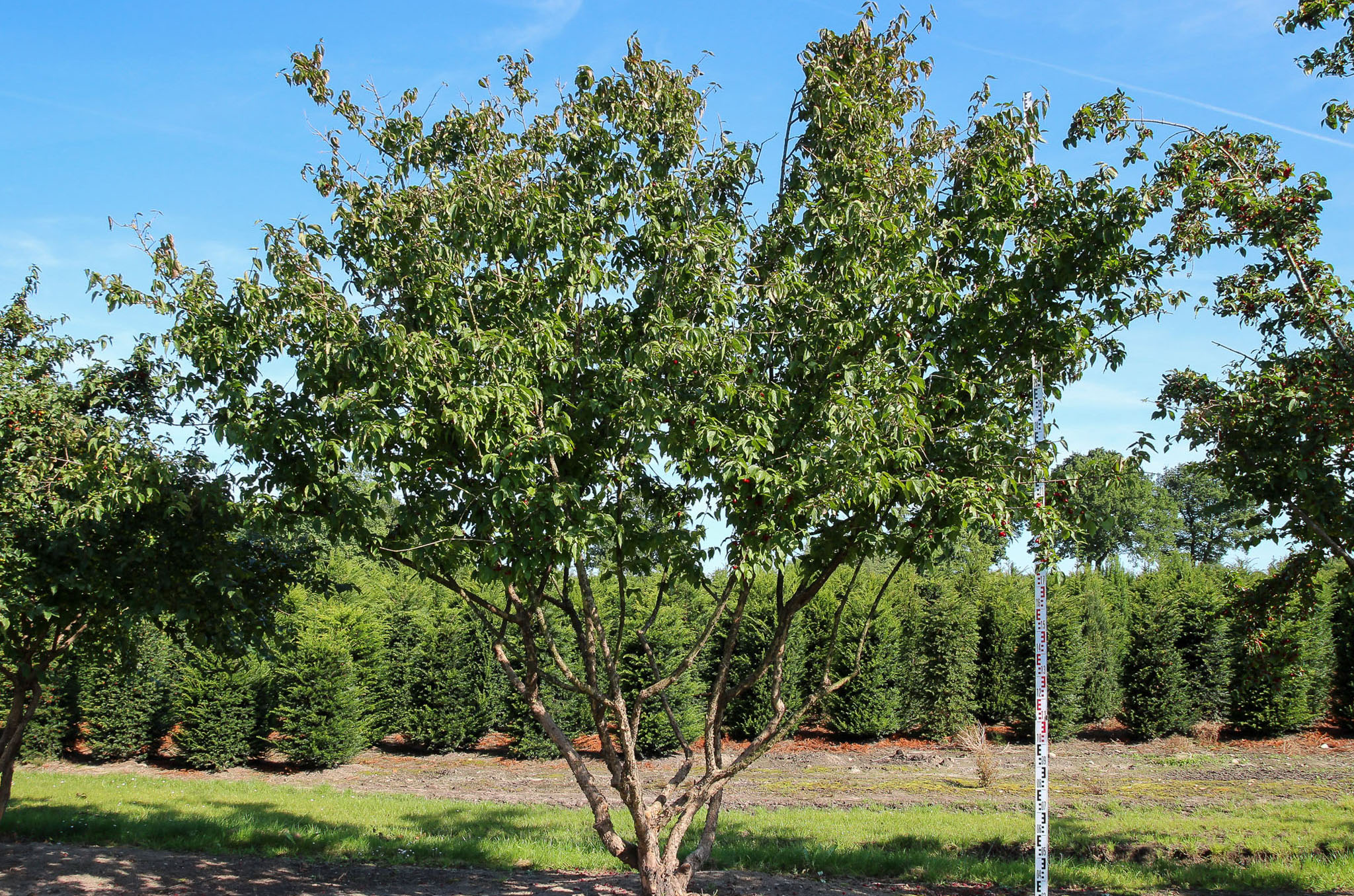 Ein großer mehrstämmiger Baum
