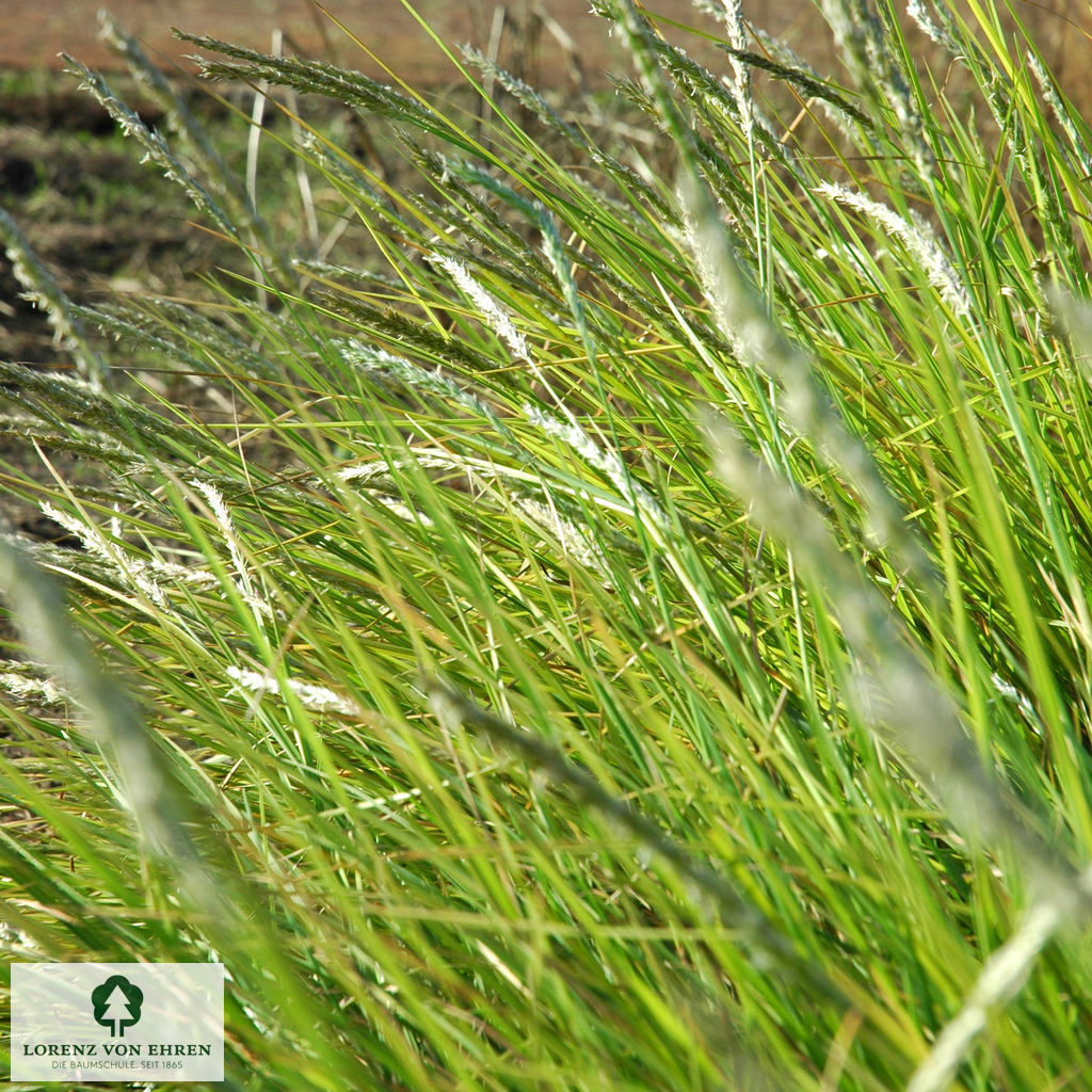 Sesleria autumnalis