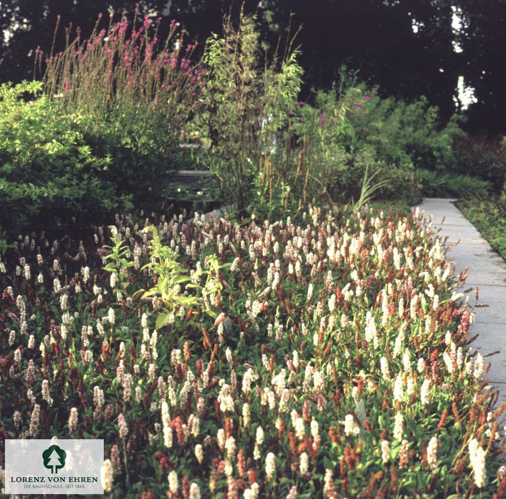 Persicaria affinis 'Darjeeling Red'