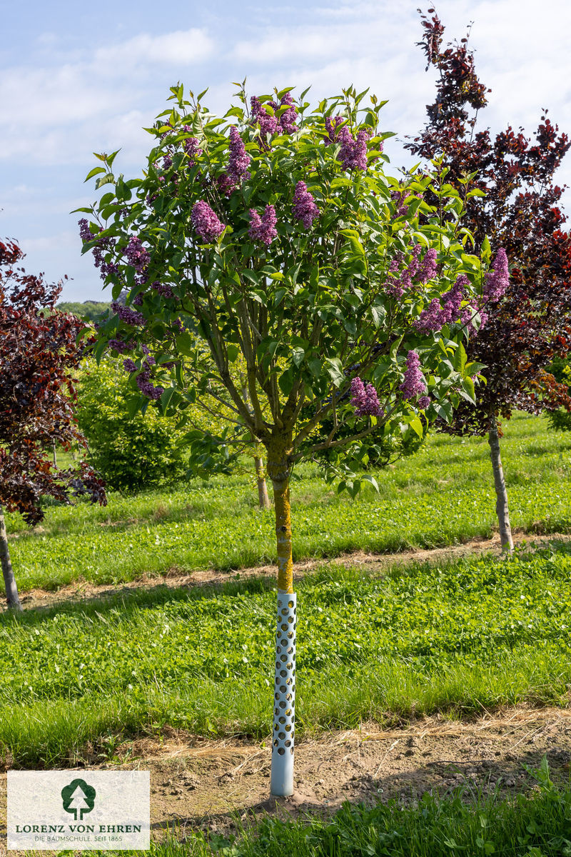 Syringa vulgaris 'Charles Joly'