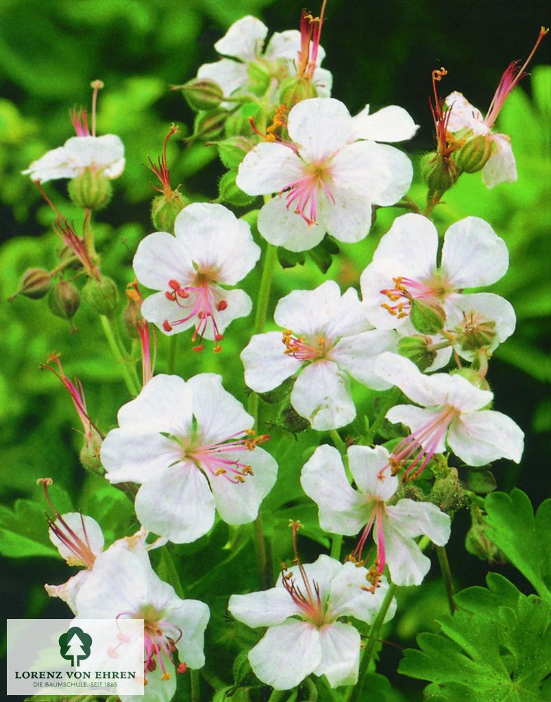 Geranium clarkei 'Kashmir White'