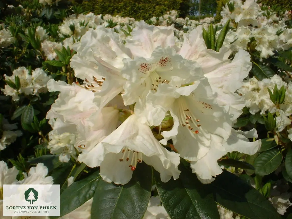 Rhododendron Hybride 'Bellini'