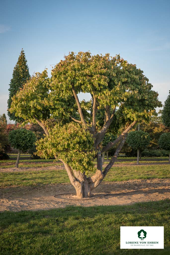 Lassen Sie sich von den leuchtenden Farben des Parrotia persica Unikats im Herbst verzaubern! Dieser einzigartige Eisenholzbaum ist ein echter Blickfang für jeden Garten oder Park.