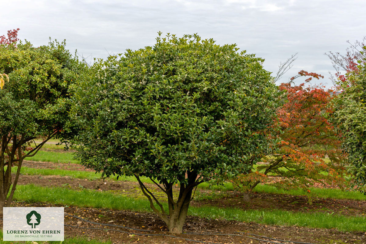 Osmanthus heterophyllus