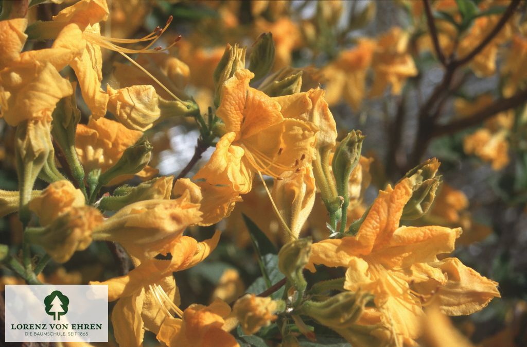 Rhododendron Azalea 'Goldpracht'