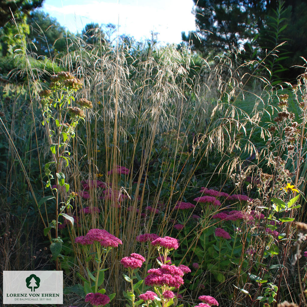 Deschampsia cespitosa 'Goldschleier'