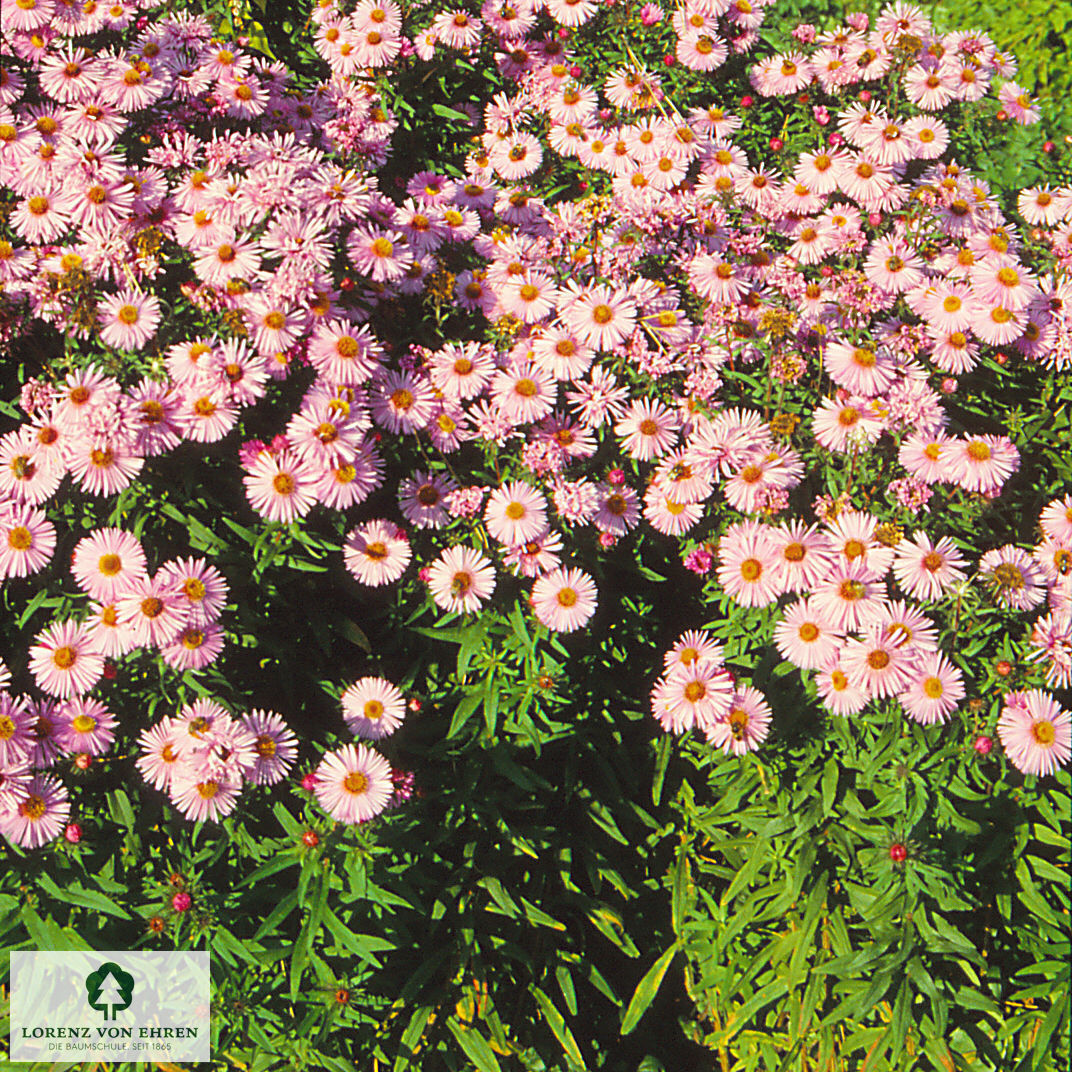 Aster novae-angliae 'Rudelsburg'