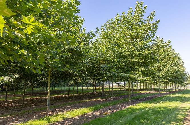 Platanus acerifolia