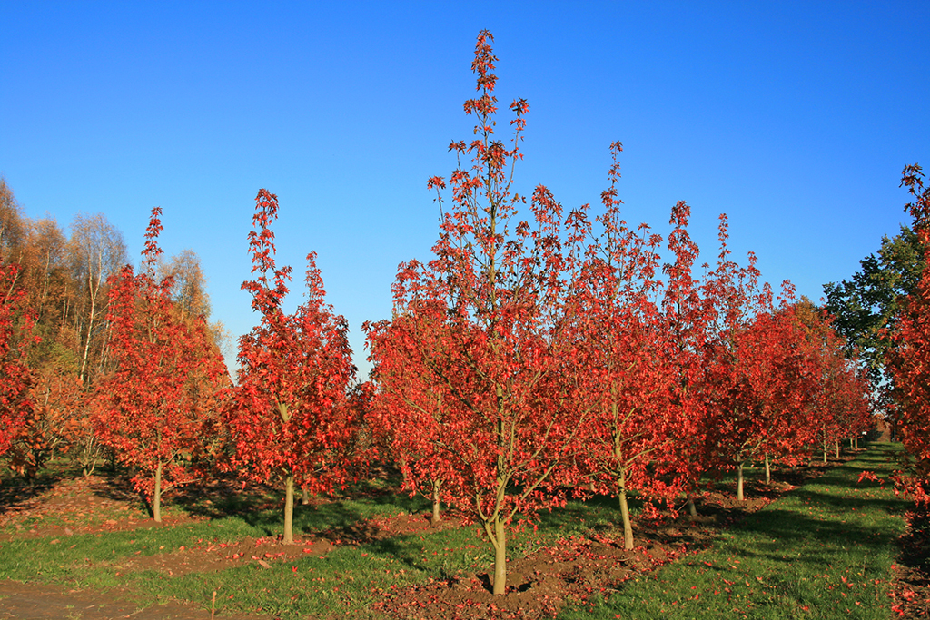 Liquidambar