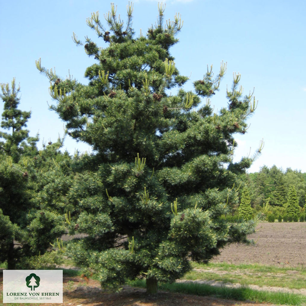 Pinus parviflora 'Glauca'