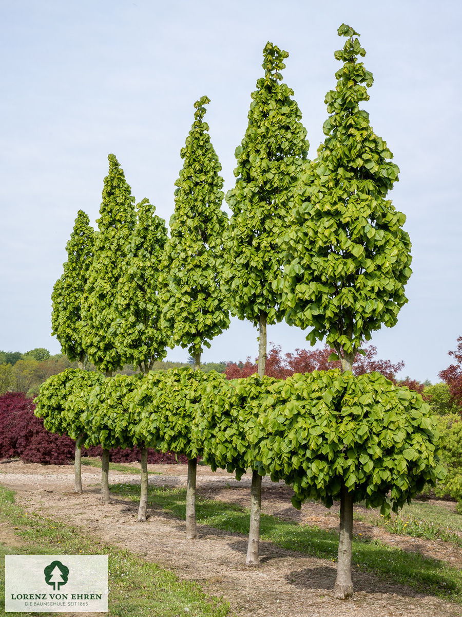 Tilia platyphyllos 'Örebro'