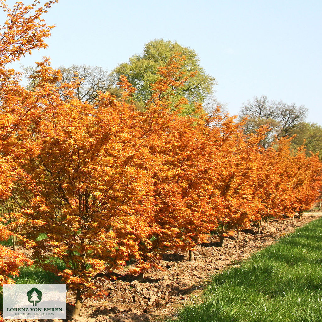 Acer palmatum 'Katsura'