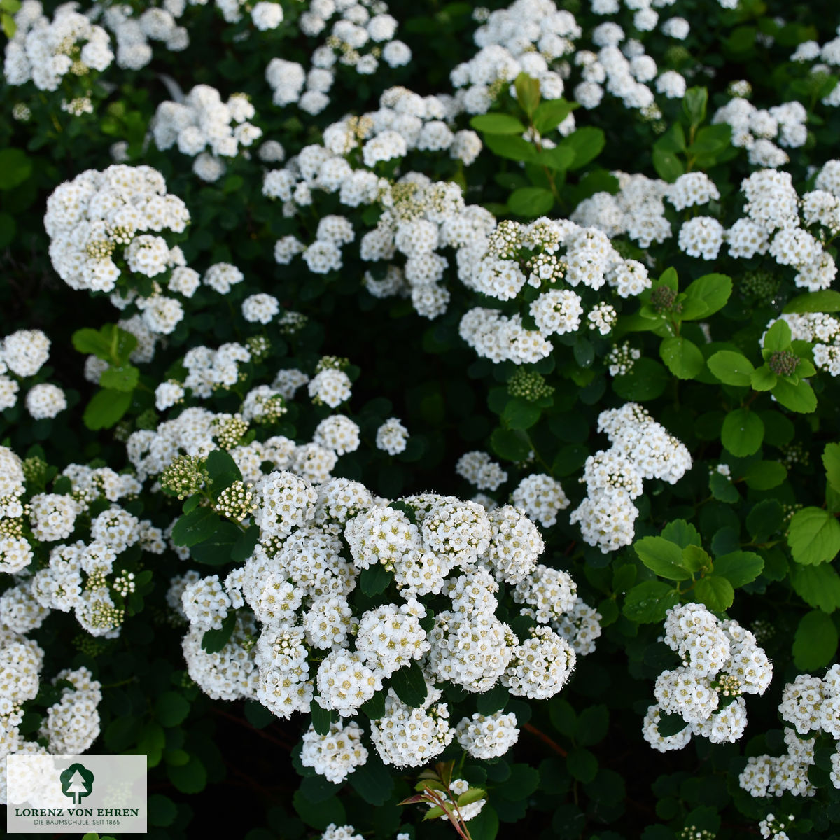 Spiraea betulifolia 'Tor'