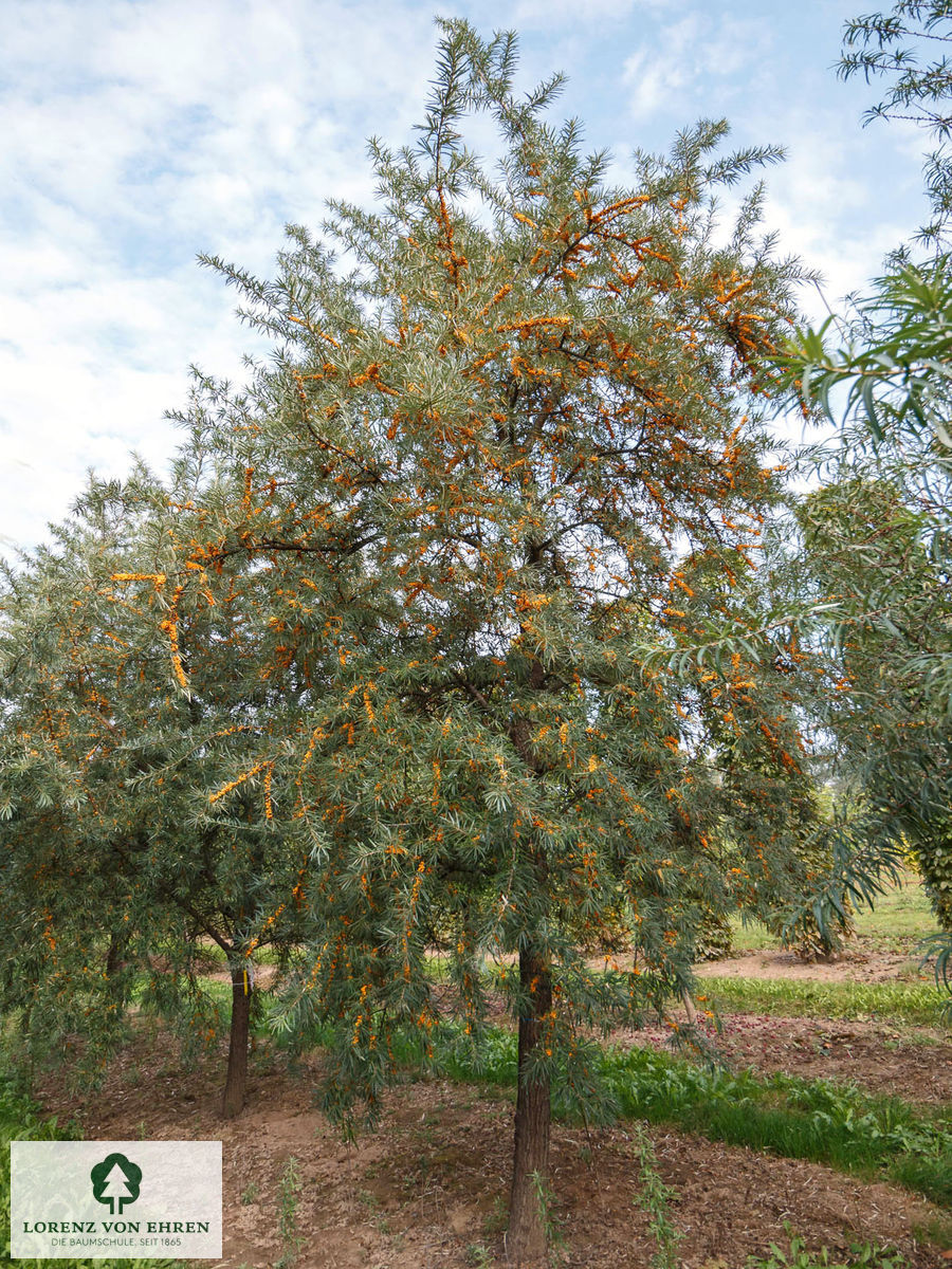 Hippophae rhamnoides