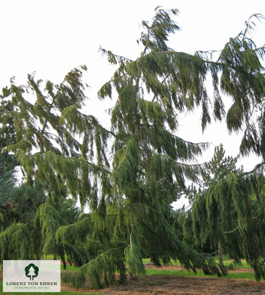 Larix kaempferi 'Pendula'