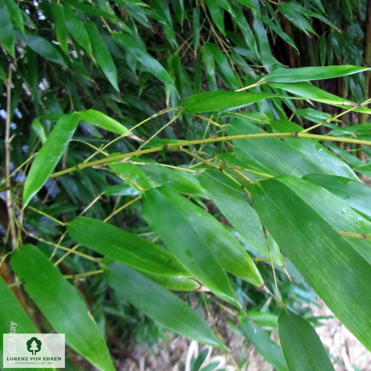 Phyllostachys nigra 'Boryana'