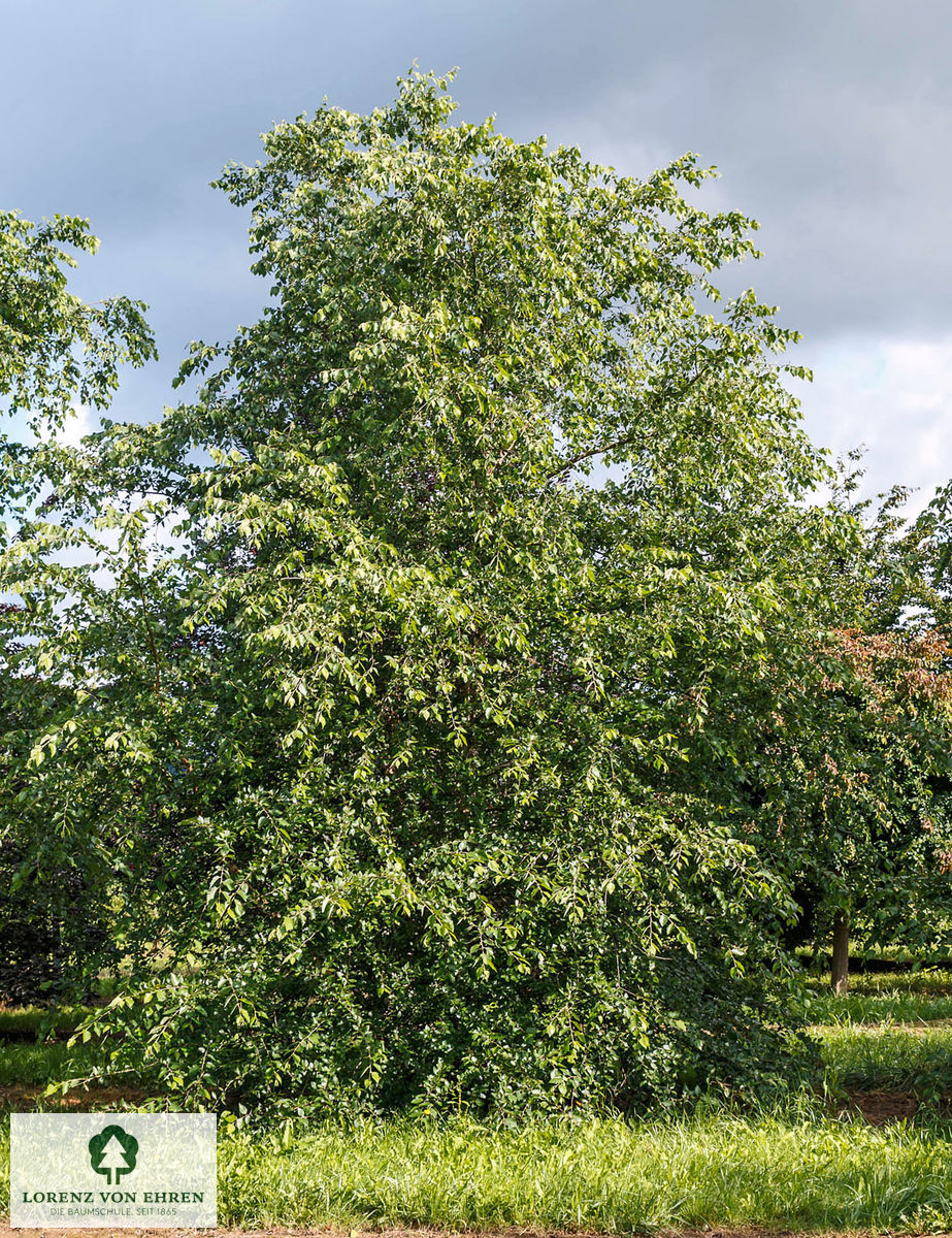 Betula nigra