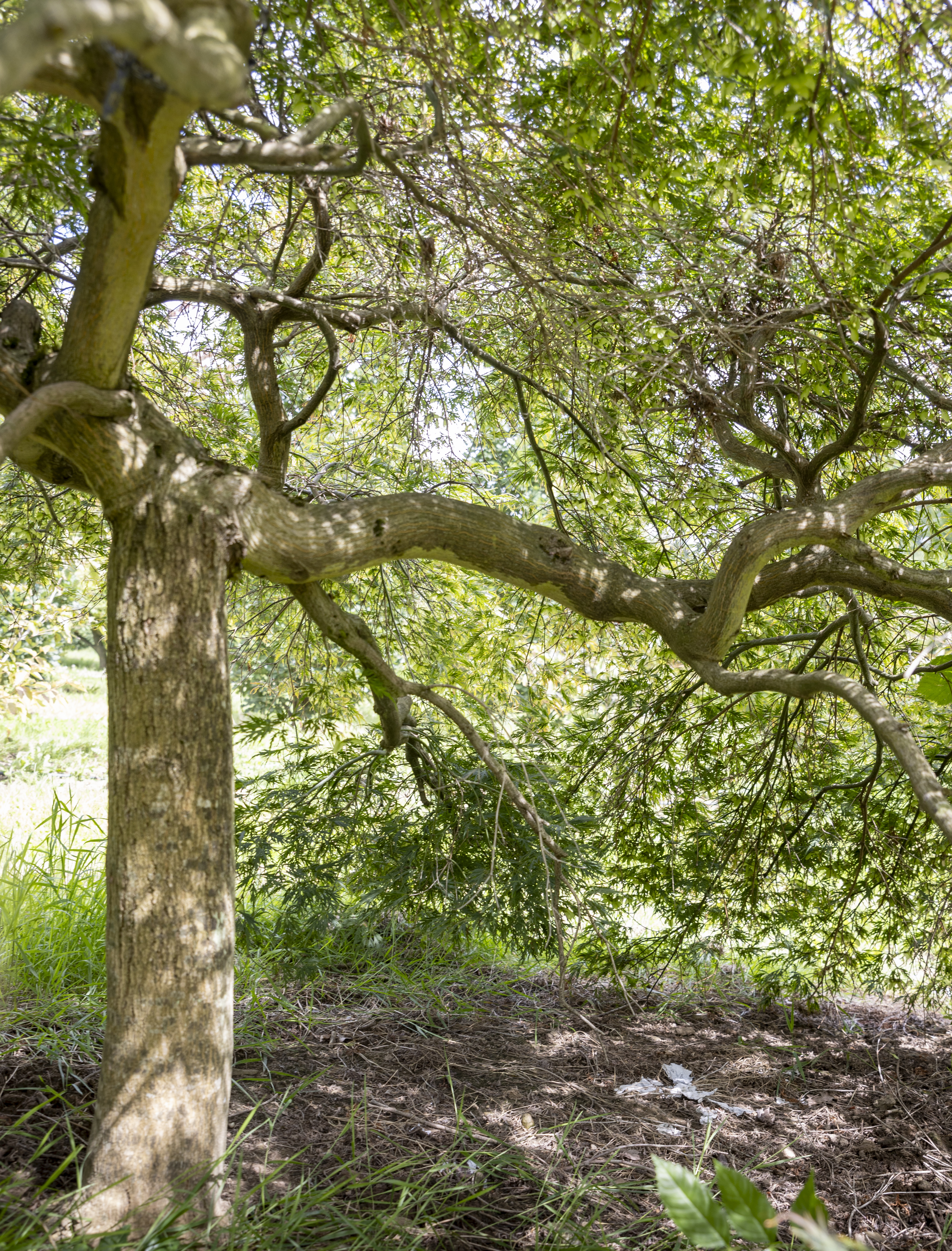 Acer palmatum 'Dissectum' Unikat
