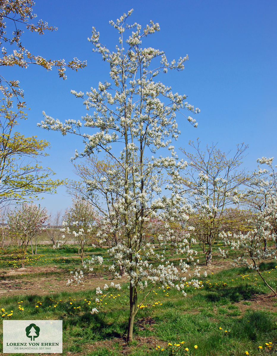 Amelanchier 'Ballerina'