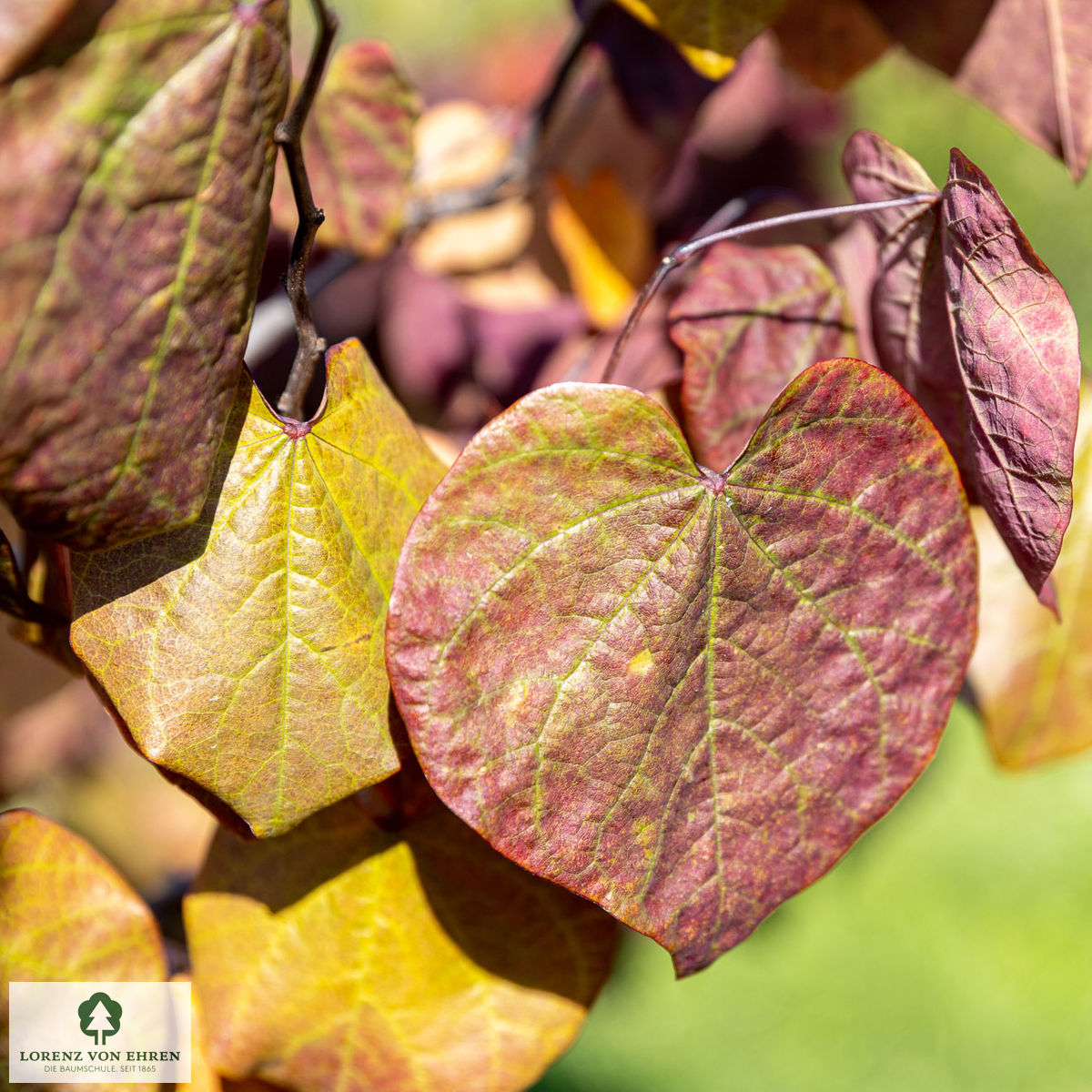 Cercis canadensis 'Forest Pansy'