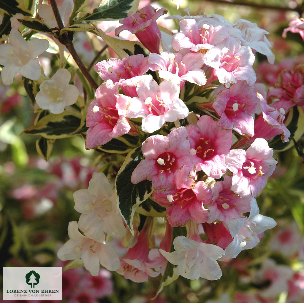 Weigela florida 'Nana Variegata'