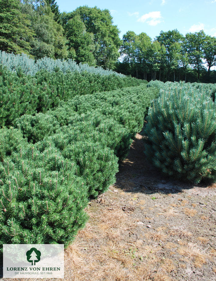 Pinus sylvestris 'Glauca'