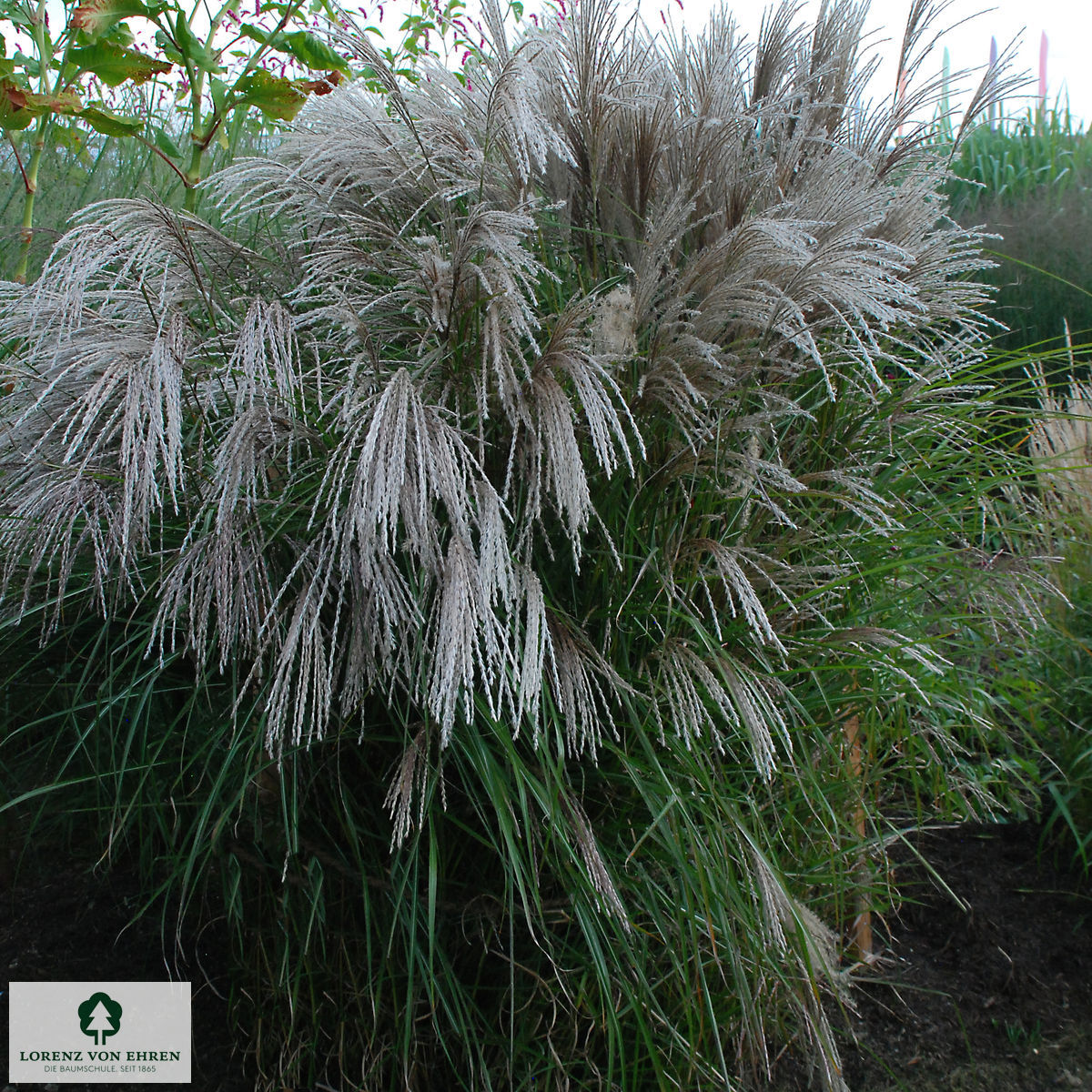 Miscanthus sinensis 'Große Fontäne'
