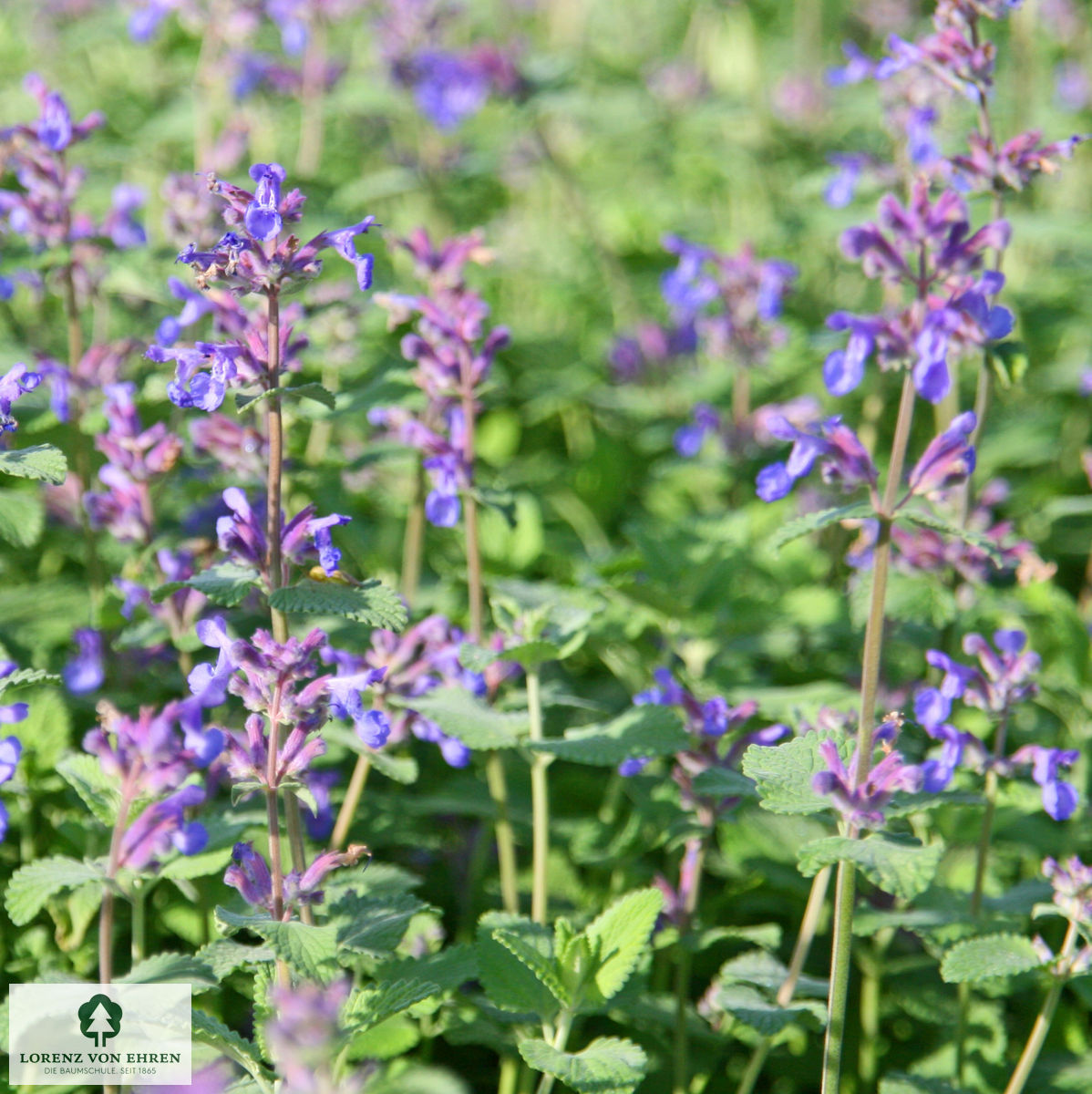 Nepeta faassenii 'Six Hills Giant'