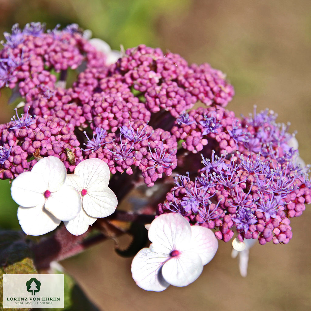 Hydrangea aspera 'Macrophylla'