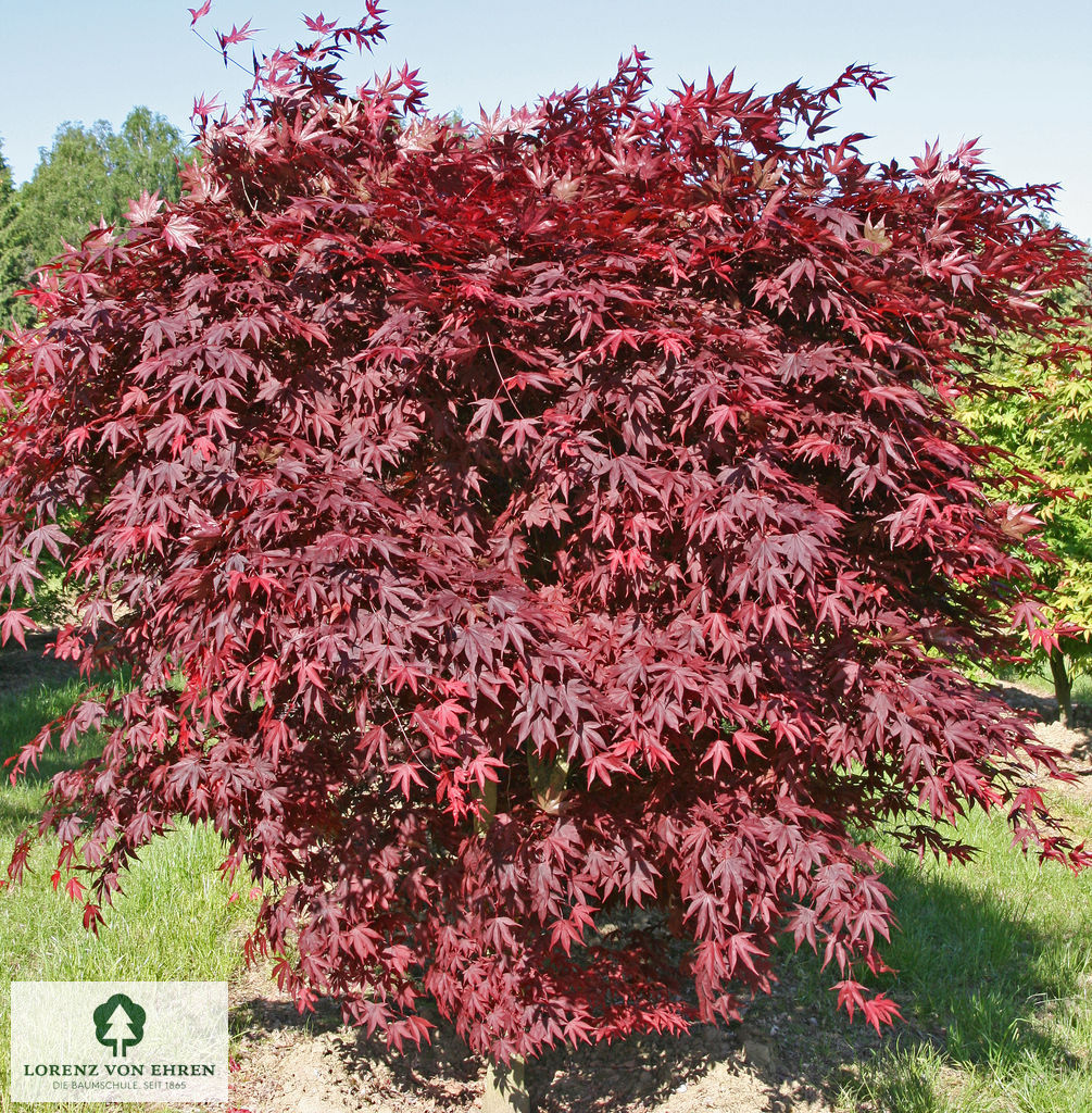 Acer palmatum 'Bloodgood'