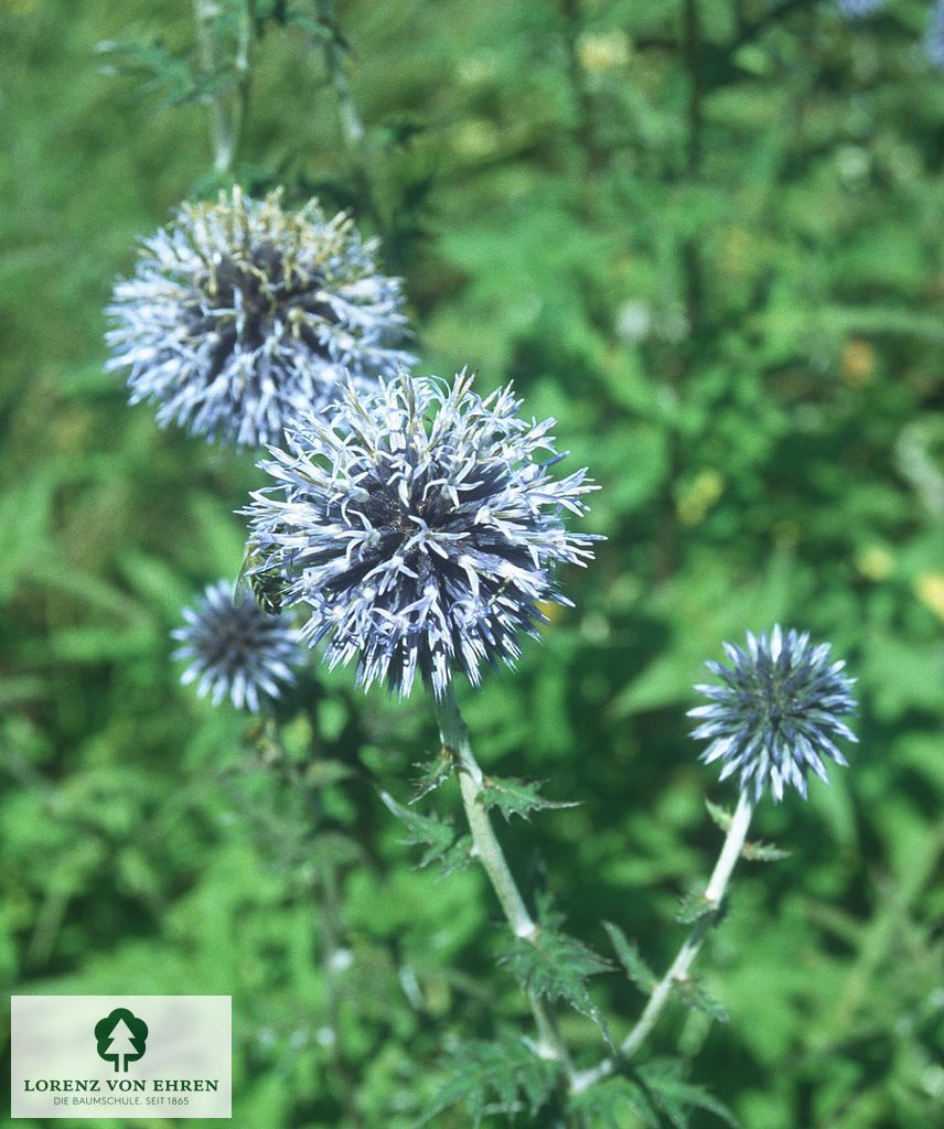 Echinops bannaticus 'Blue Glow'