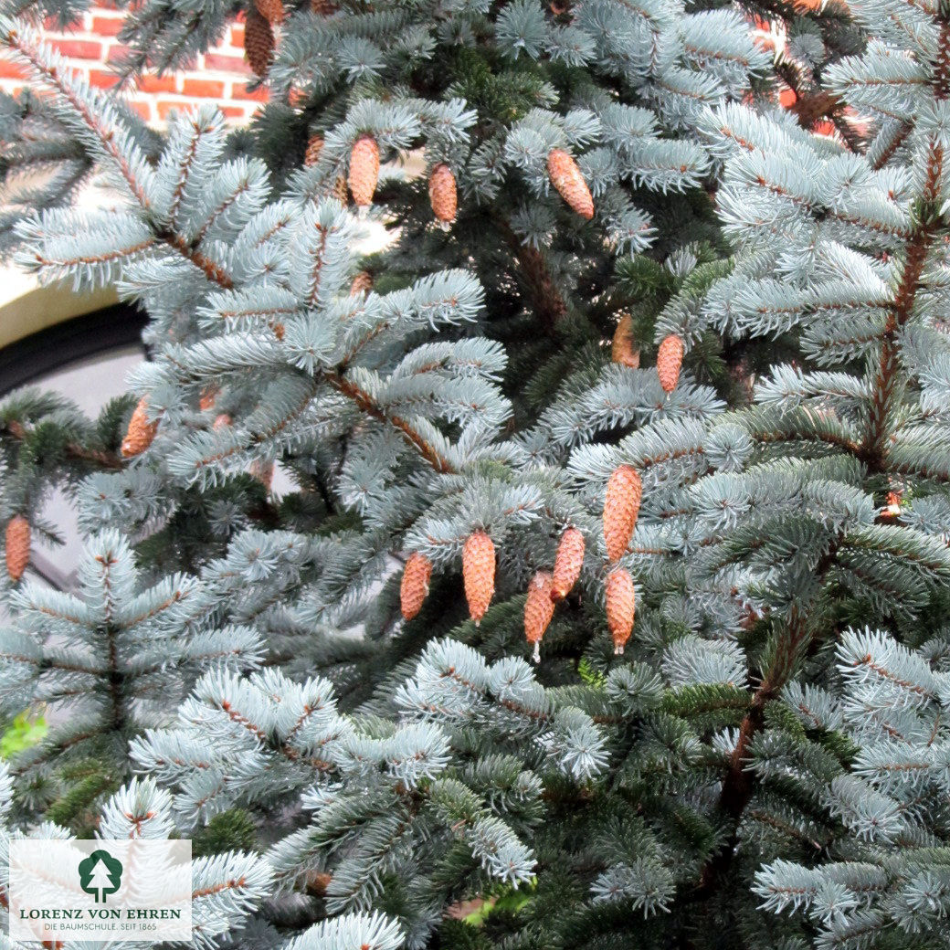 Picea pungens 'Hoopsii'