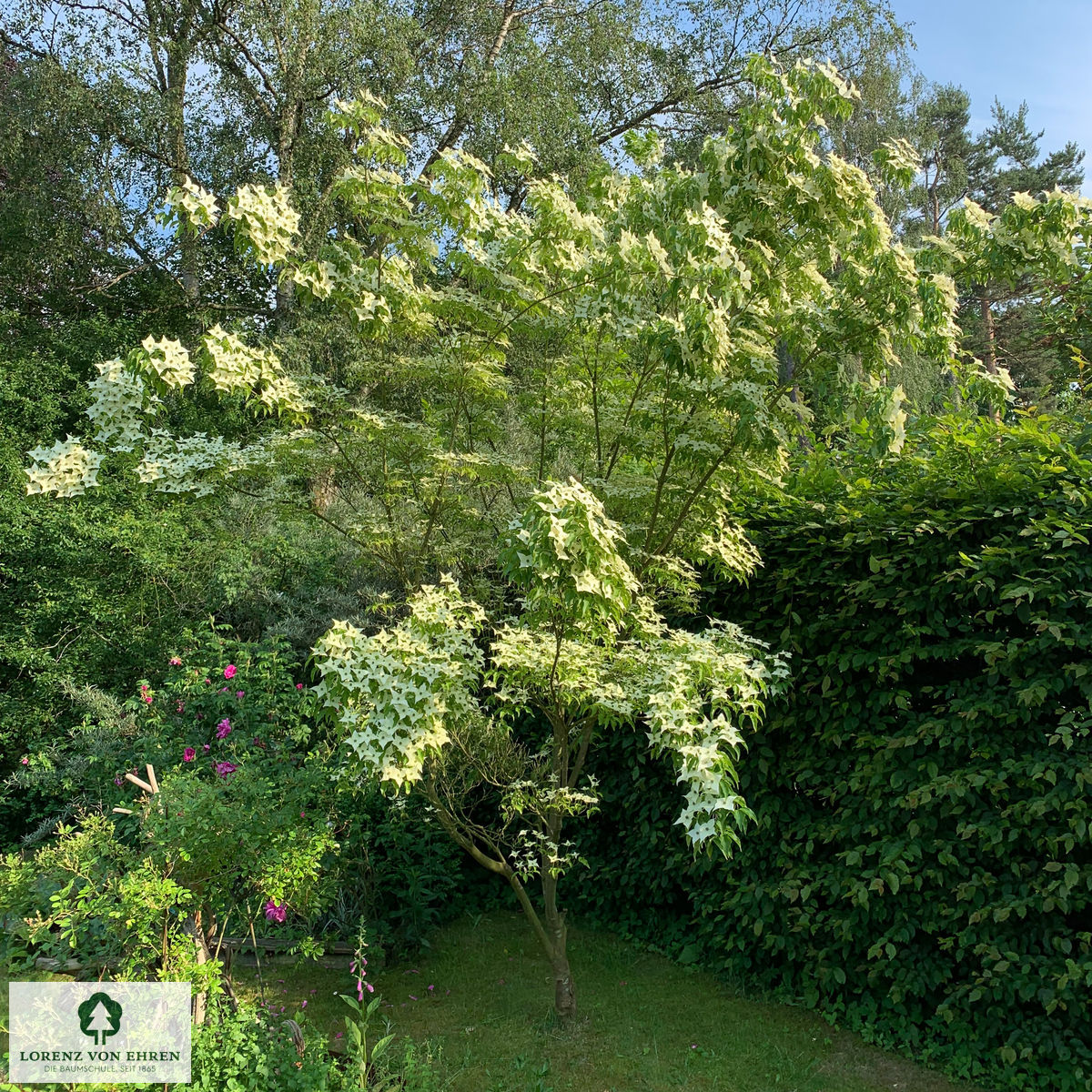 Cornus kousa 'Milky Way'