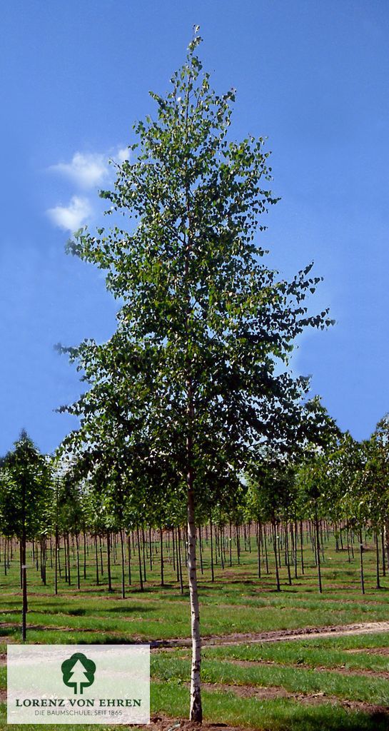 Betula pendula