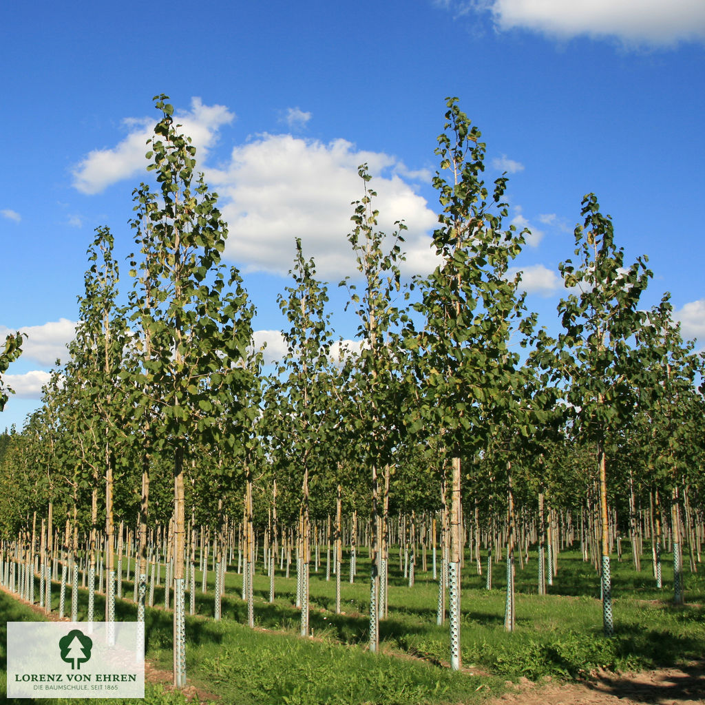 Corylus colurna